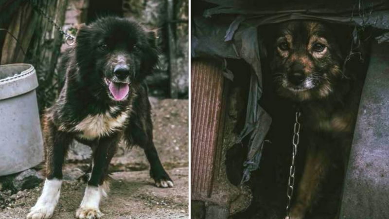 Za opuszczoną stodołą znalazła 2 wychudzone psy. Były przykute do krótkich łańcuchów