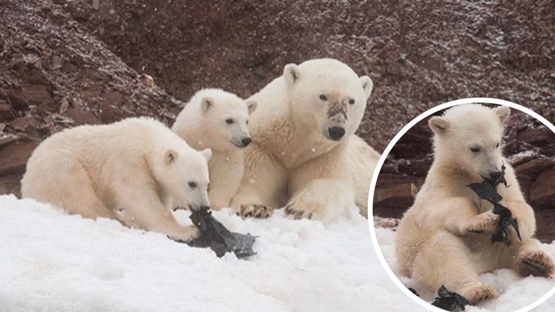 Niedźwiedzie polarne jadły plastikowe śmieci. Zwierzaki umierają przez ludzką ignorancję!