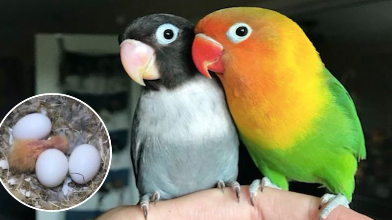 Zakochana para papug wydała na świat wspólne potomstwo. Ich historia jest jak z filmu