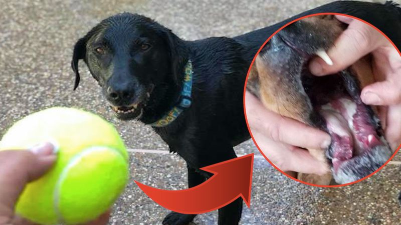Piłka tenisowa może być niebezpieczna dla twojego psa. Lepiej mu jej nie dawaj