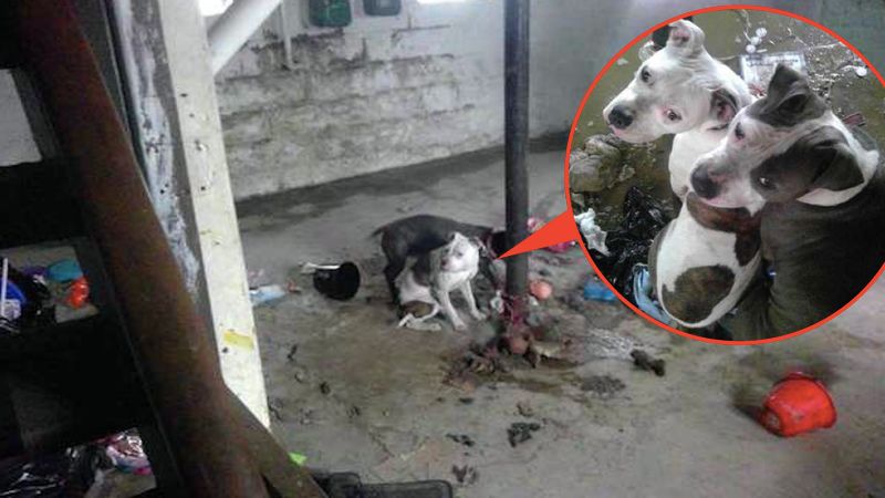 Policjanci znaleźli 2 psy przywiązane do słupa w piwnicy. Czworonogi nie mogły się poruszać