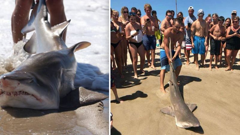 Wyciągnął rekina z wody i położył na piasku. Zwierzak się dusił, a turyści mieli niezły ubaw