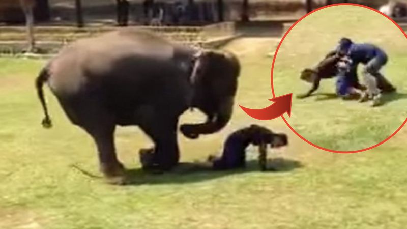 Opiekun słonia został zaatakowany. Ogromny zwierzak natychmiast ruszył mu na pomoc