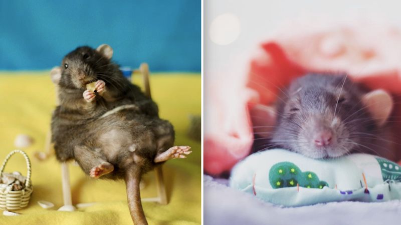 Te urocze szczury zmienią twoje nastawienie. Od dziś nie będziesz się ich bać