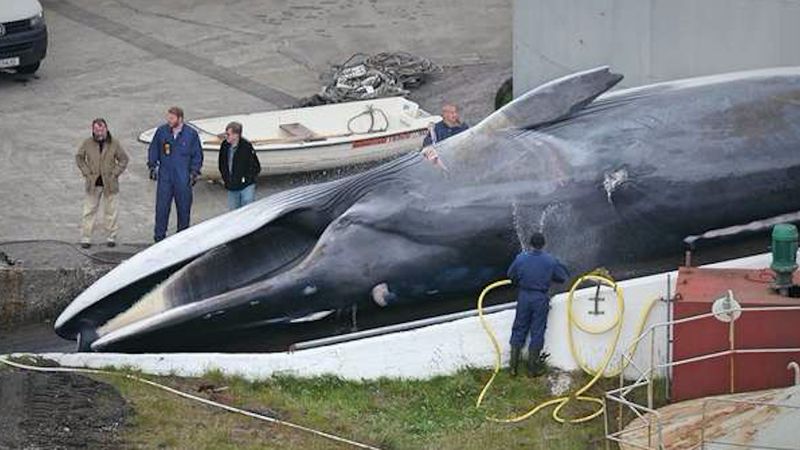 Myśliwi bez skrupułów zabili zagrożonego wyginięciem wieloryba. Nie uważają, że postąpili źle