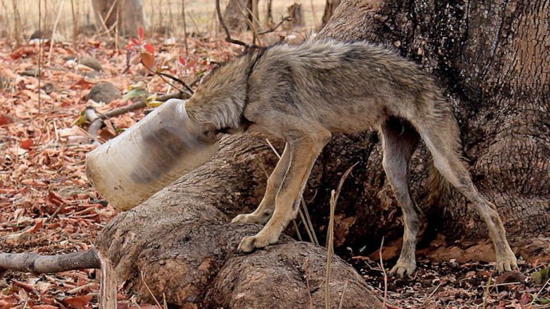 Głodny wilk utknął z plastikowym pudełkiem na głowie. Biedny zwierzak nie mógł jeść