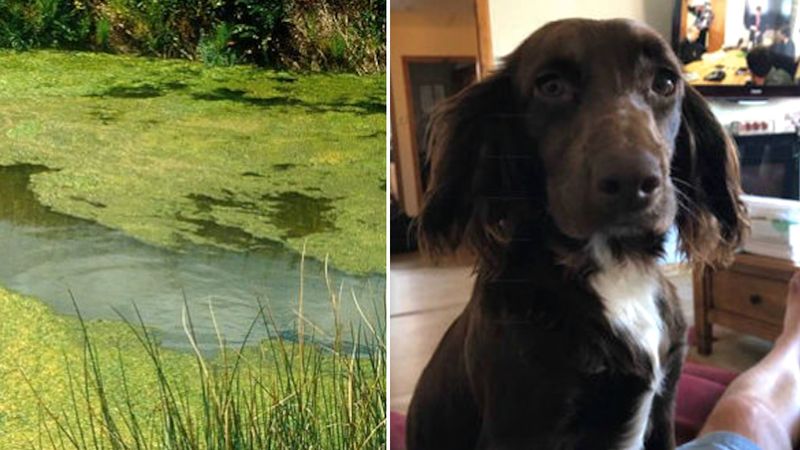 Pies wykąpał się w rzece, a 30 minut później zmarł. Ostrzeżenie dla wszystkich właścicieli