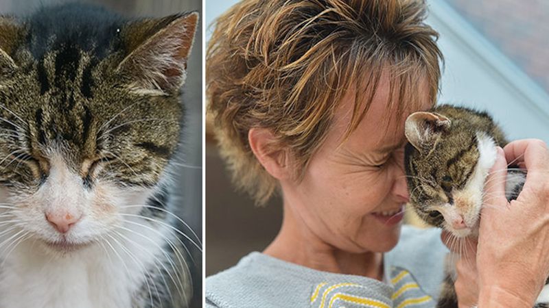 17-letnia kotka odnajduje drogę do domu po 13 latach życia na ulicy. Prawdziwy cud!