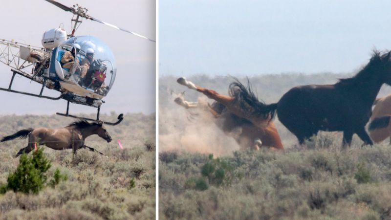 Przerażone konie uciekały przed goniącym je helikopterem. Były kierowane na drut kolczasty