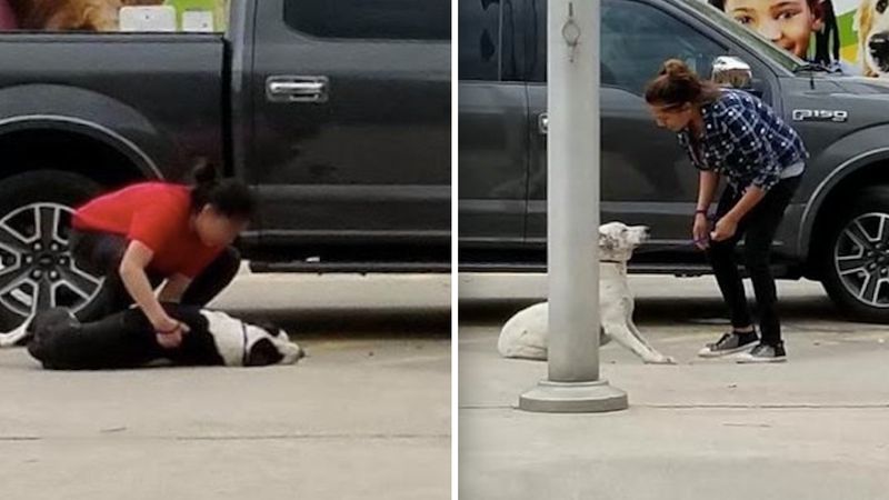 Okrutne kobiety ciągnęły psy po betonie. Chciały pozbyć się ich w schronisku