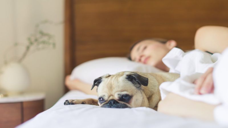 Istnieje powód, dla którego psy tak chętnie śpią w naszych łóżkach