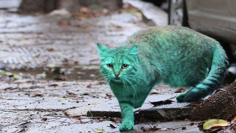 Bezdomny kot przez przypadek stał się zielony. Zwierzak błąka się po ulicach Warny