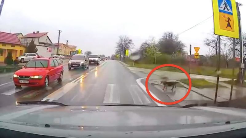 Samotny pies doskonale pokazał, jak bezpiecznie przechodzić przez ulicę