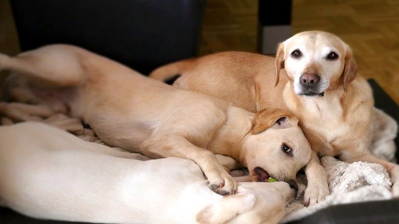 7 powodów, dla których lepiej mieć dwa psy niż jednego