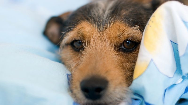 7 powodów, dla których warto spać z psem w jednym łóżku