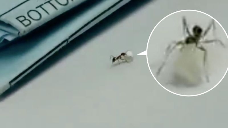 Mała mrówka próbowała ukraść diament ze sklepu. Została przyłapana na gorącym uczynku