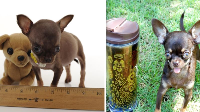 Mimo swojego wieku waży zaledwie 3 dag. To najmniejszy pies świata