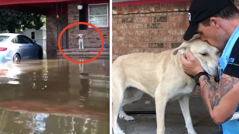 Przerażony pies odetchnął z ulgą, gdy ujrzał ratowników. Został porzucony podczas powodzi