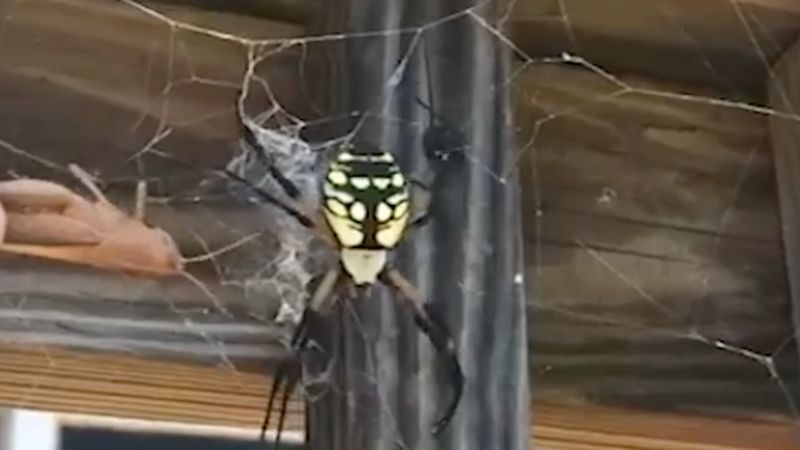 Przerażający moment, w którym mężczyzna dał pająkowi żywego owada