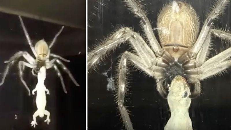 Gigantyczny pająk chodził po oknie ze swoją zdobyczą. Ten widok przeraża