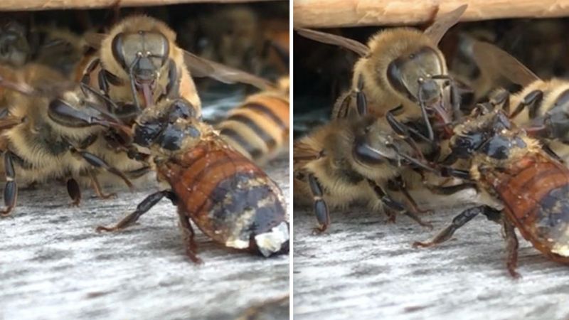 Jedna z pszczół umierała po wypadku. To zdumiewające, jak zareagowała reszta ula