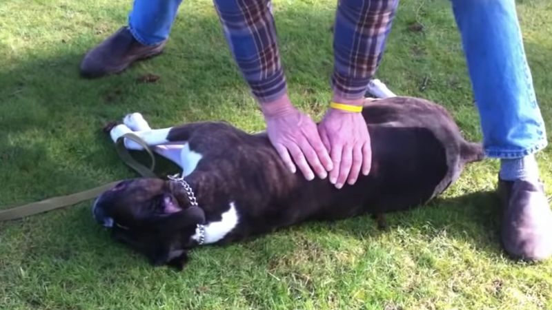 Mężczyzna wykonał resuscytację nieprzytomnemu psu. Dzięki temu uratował mu życie