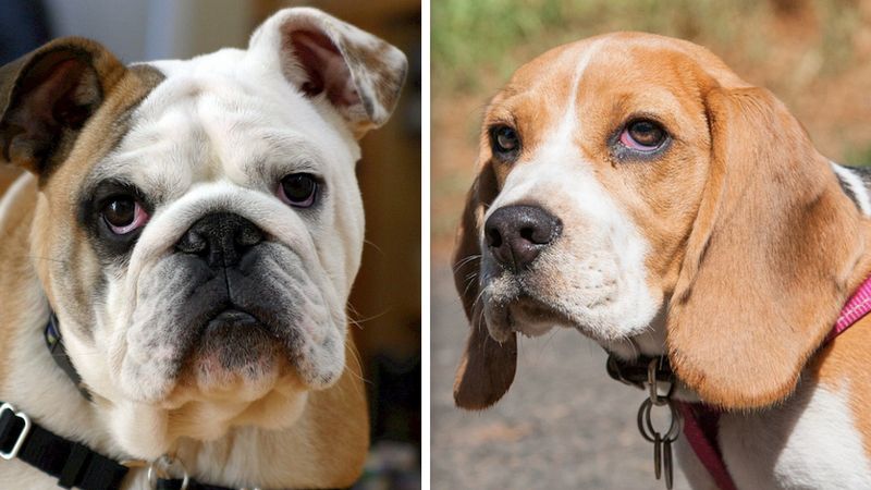 10 najbardziej nieposłusznych ras psów. Listę sporządził psycholog zwierzęcy