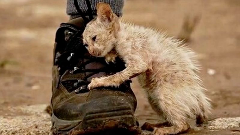 Mężczyzna bierze na ręce bezpańskiego kotka. „Wszyscy ostrzegali, żebym tego nie robił”