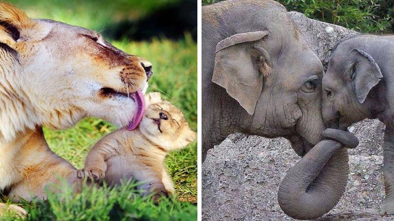 20 zdjęć zwierzaków ukazujących siłę matczynej miłości. Nie ma nic trwalszego!