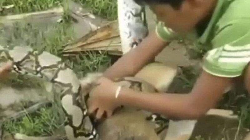 Dzieci próbowały powstrzymać węża, który rzucił się na ich psa. Straszna walka