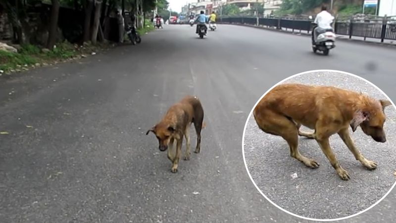 Błąkający się po ruchliwej drodze pies zostaje złapany chwilę przed omdleniem
