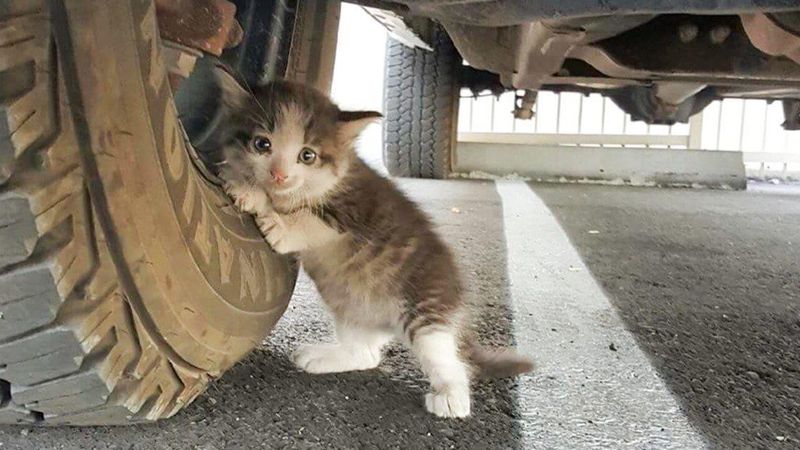 Znalazł przerażonego kotka. Maluszek ukrywał się pod ciężarówką