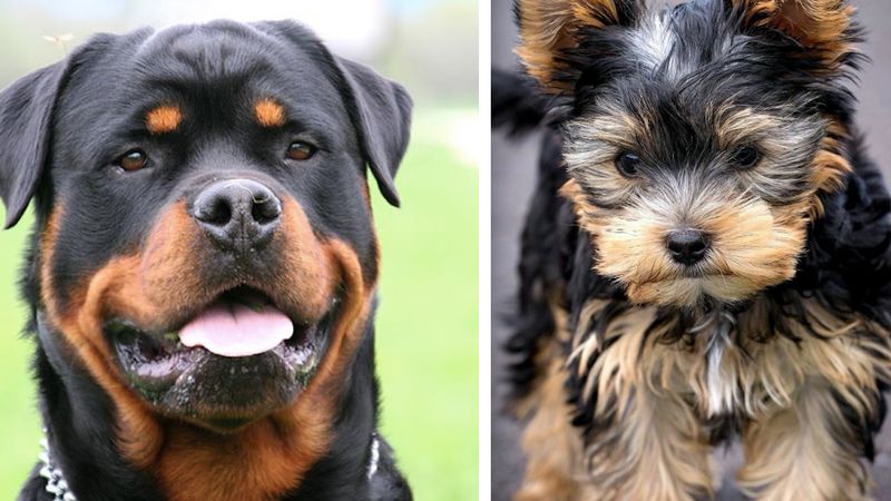 16 najwierniejszych ras psów według psychologa zwierzęcego