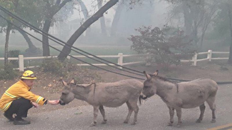 Strażak pociesza osły, które ucierpiały w pożarze. Zwierzaki były smutne i przygnębione