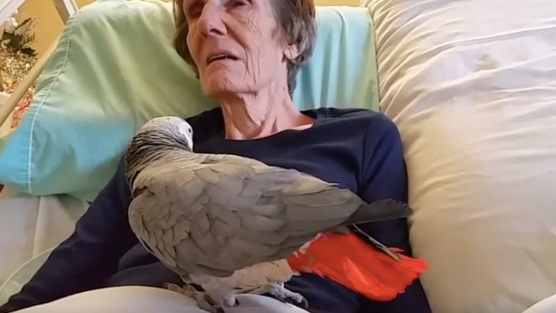 Po 25 wspólnych latach, umierająca kobieta ostatni raz mówi swojej papudze „Kocham Cię”