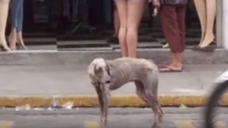 Umierający pies kilka dni bezradnie stał na ulicy. Ludzie traktowali go jak powietrze