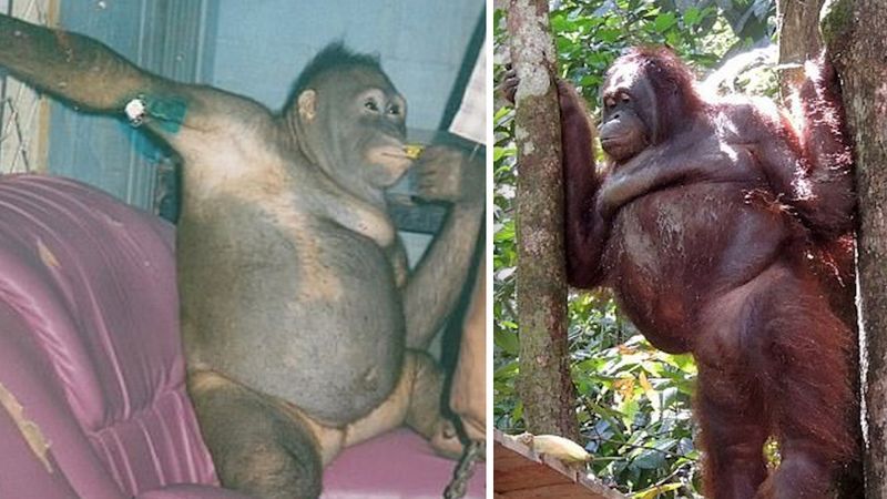 Przerażająca historia orangutanki. Zmuszano ją do prostytucji w domu publicznym
