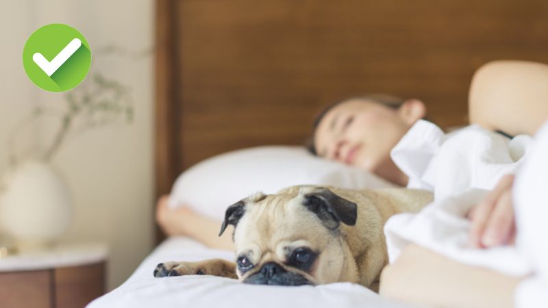 Masz problemy ze spaniem? Zaproś psa do swojego łóżka, a wyśpisz się lepiej niż kiedykolwiek!