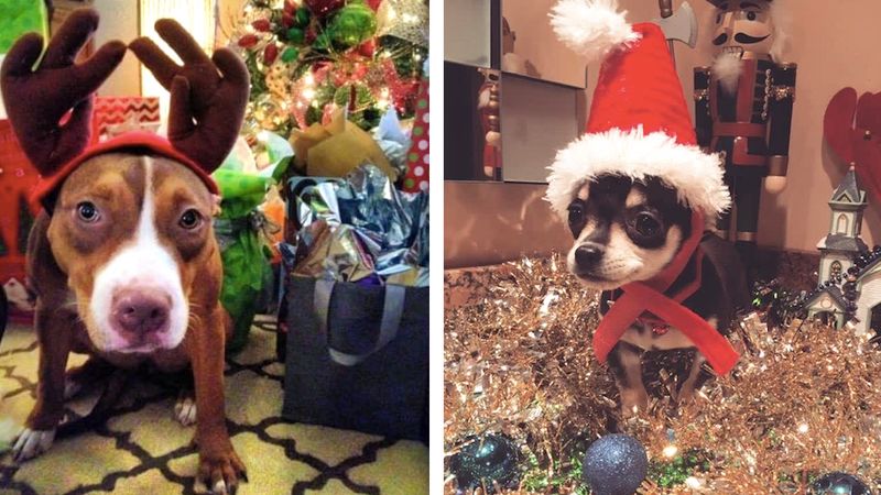 24 psy ze schroniska, które spędzą pierwsze Święta w swoich nowych domach