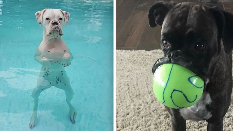 20 zdjęć, które udowadniają, że boksery nieco różnią się od innych psów