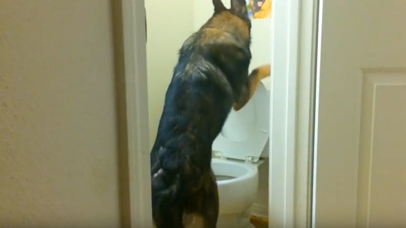Co ten owczarek wyprawia w toalecie… aż można się złapać za głowę! Tata w końcu go nagrał