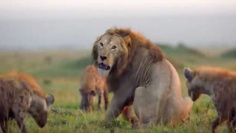 20 hien rzuca się na lwa. Wideo z ataku mrozi krew w żyłach