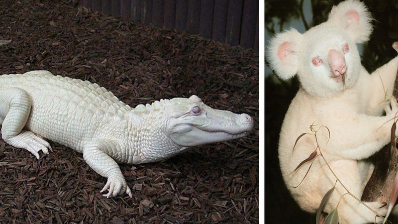 31 zwierząt z albinizmem, których spotkanie w cztery oczy graniczy z cudem