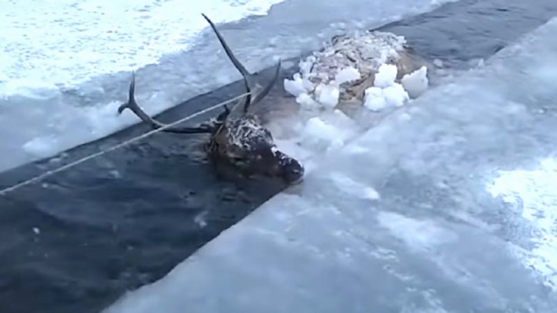 Bezradny jeleń umierał w lodowatej wodzie. Biedak był w pułapce
