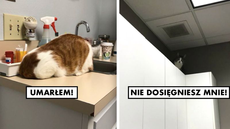 27 zabawnych kotów próbujących ukryć się przed weterynarzem