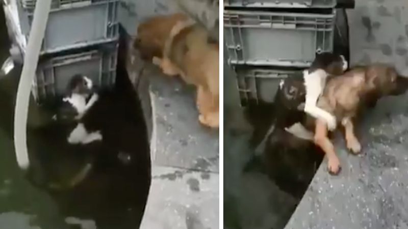 Niezwykły moment uchwycony na wideo: pies wskoczył do wody i uratował przerażonego kotka