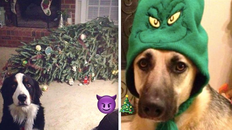 12 zabawnych psów, które całkowicie zrujnowały Święta. Zero skrupułów!