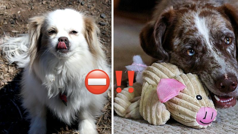 6 niebezpiecznych rzeczy, które może połknąć twój pies