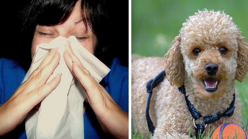 10 ras psów doskonałych dla osób cierpiących na alergię