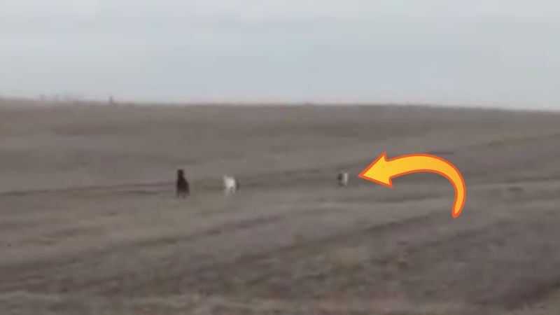 Znajduje swojego psa biegającego po polu. Wtedy zauważa, że zwierzak wcale nie jest sam